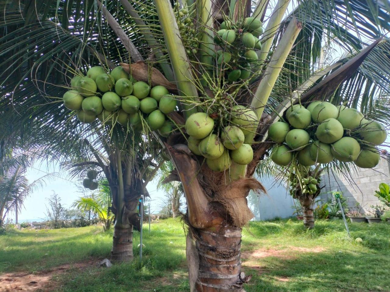 Bien Ngoc Homstay Phan Thiet Exterior foto